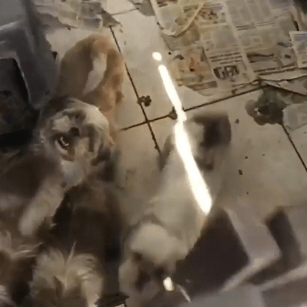 35 cães que sofriam maus-tratos são adotados e casal de Santa Bárbara é condenado 35-caes-que-sofriam-maus-tratos-sao-adotados-e-casal-de-santa-barbara-e-condenado