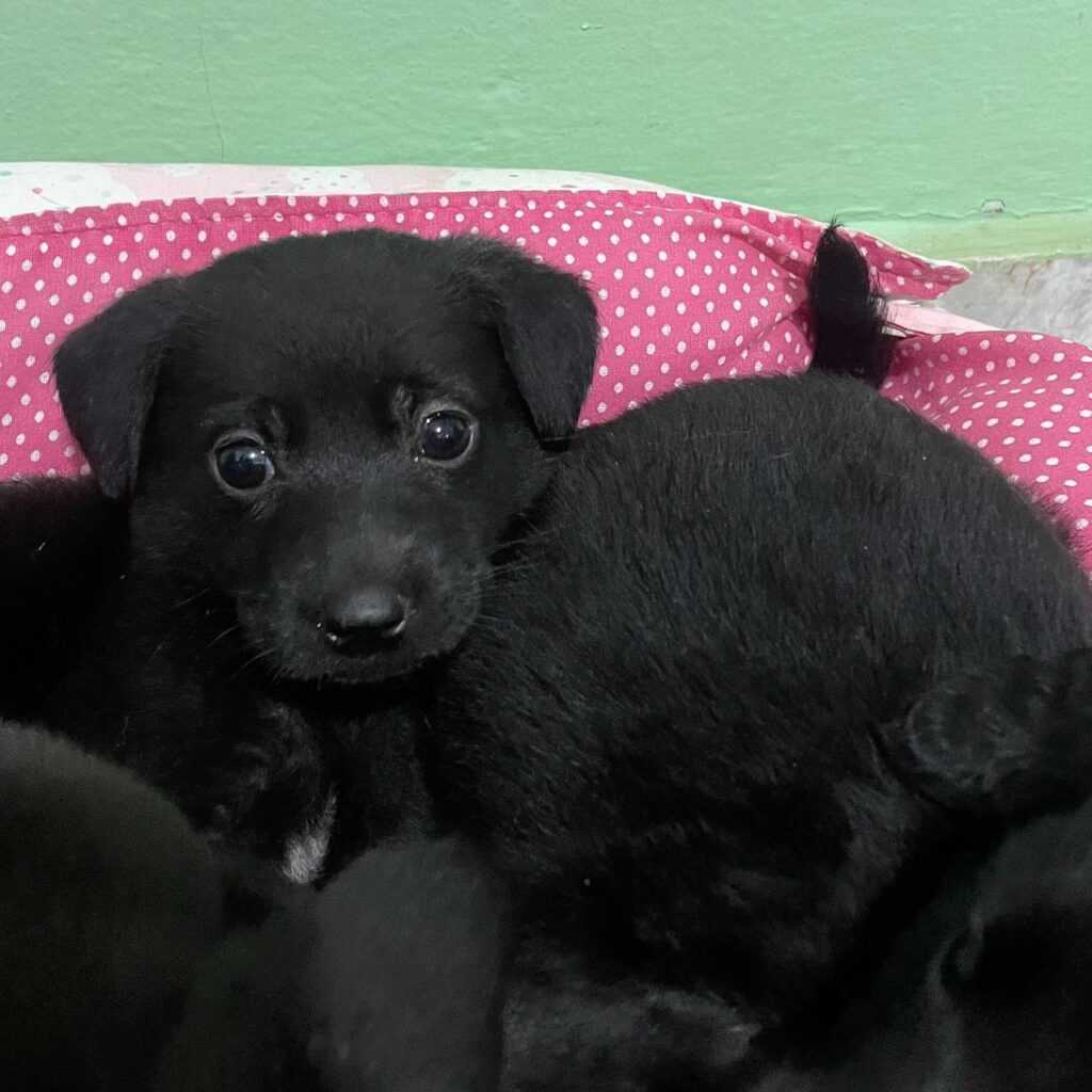 tivoli-realiza-feira-de-primavera-para-adocao-de-pets-toda-quarta-feira-de-setembro