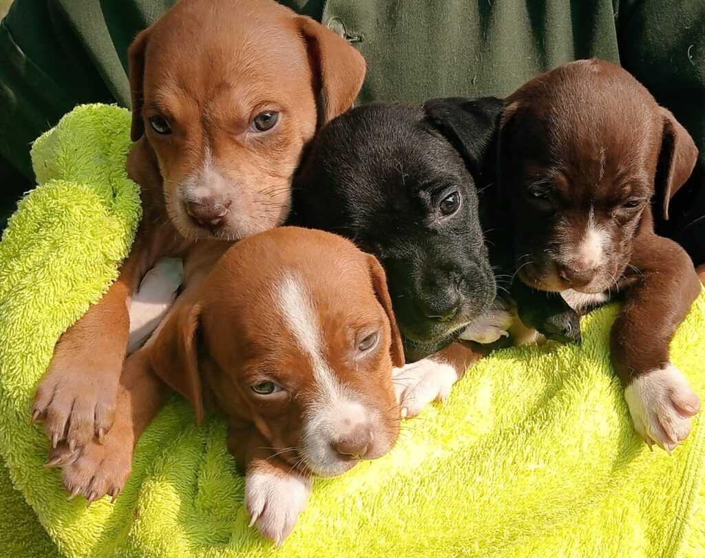 cinco-caes-estao-disponiveis-para-adocao-na-edicao-desta-semana-do-‘adote-um-pet’-no-tivoli