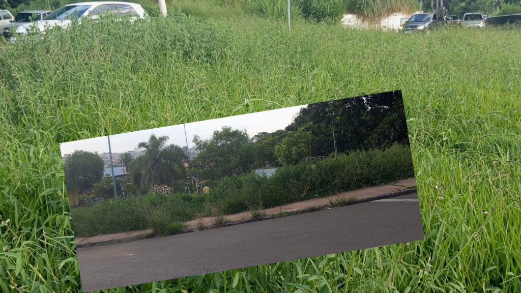 mato-alto-na-rotatoria-vila-mariana-com-santa-ines-ameaca-seguranca-e-saude-publica