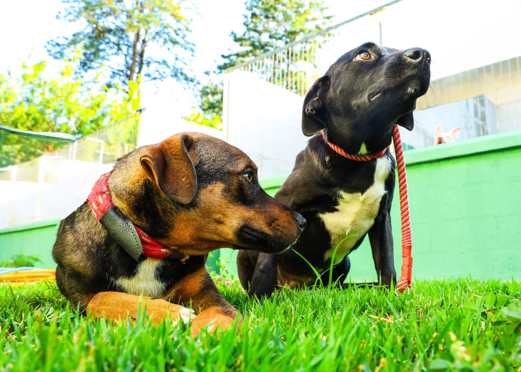 centro-de-bem-estar-animal-de-santa-barbara-realiza-feira-pet-neste-sabado-(11)