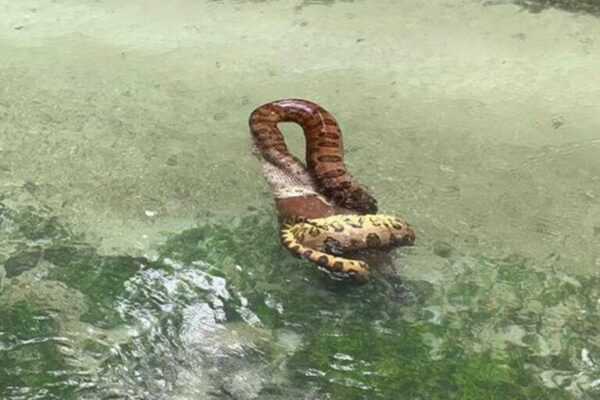 Sucuri gigante é flagrada devorando capivara dentro do rio. Veja vídeo sucuri-gigante-e-flagrada-devorando-capivara-dentro-do-rio.-veja-video