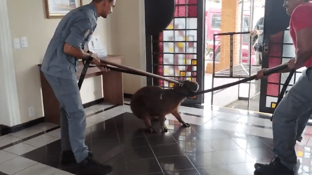 video:-capivara-ferida-busca-abrigo-em-igreja-e-e-resgatada-em-santa-barbara