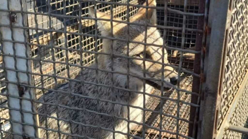 raposa-invade-loja-de-tintas-em-santa-barbara-e-e-resgatada-por-bombeiros-e-gm