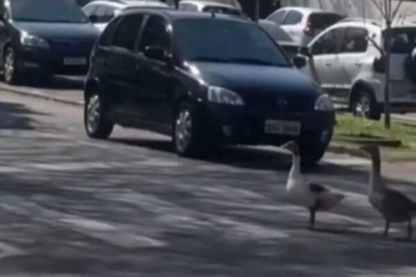 Gansos utilizam faixa de pedestres e param o trânsito no Paraná; vídeo gansos-utilizam-faixa-de-pedestres-e-param-o-transito-no-parana;-video