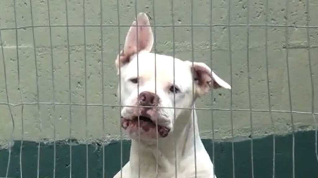 centro-de-bem-estar-animal-incentiva-adocao-de-pets-em-santa-barbara