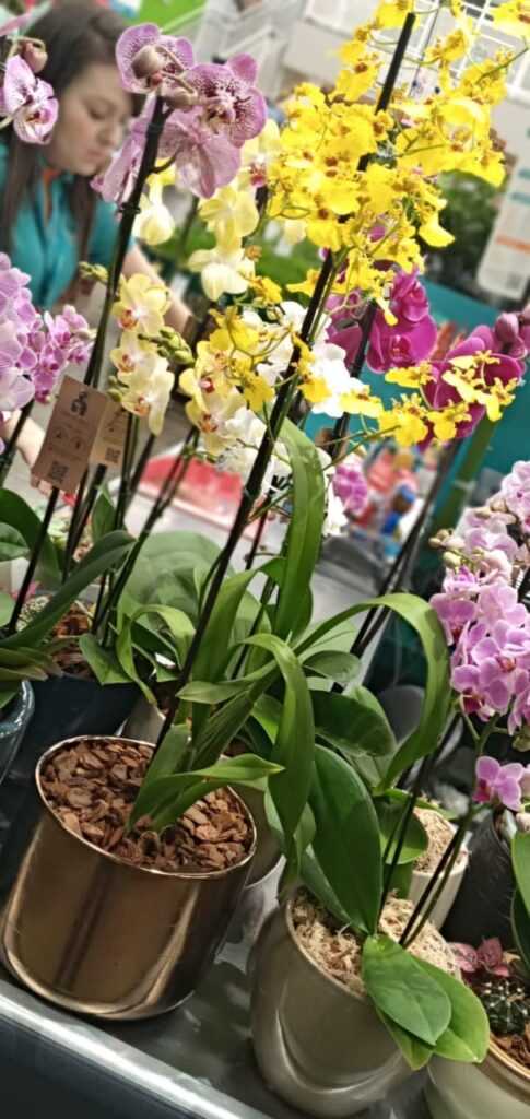 1a-mostra-de-orquideas-cobasi-acontece-a-partir-de-sexta-feira-no-tivoli 