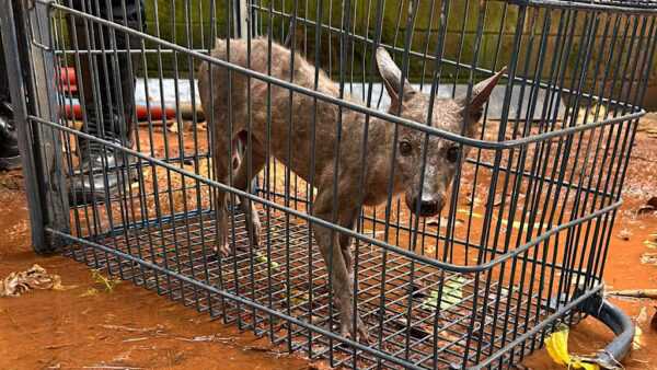 Cachorro-do-mato ferido é resgatado através da Guarda Municipal em área de horta cachorro-do-mato-ferido-e-resgatado-pela-guarda-municipal-em-area-de-horta