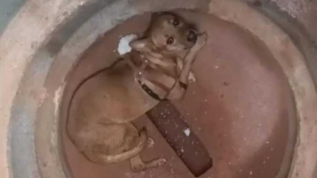 cachorro-e-resgatado-de-tubo-de-concreto-em-santa-barbara;-caso-e-investigado-como-maus-tratos