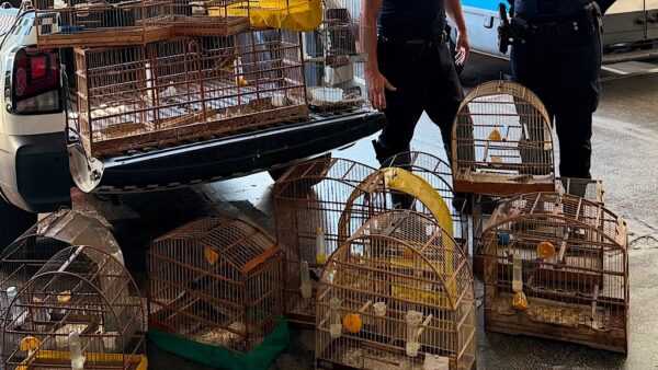 Denúncia leva Guarda Ambiental a apreender 22 aves selvagens no Jardim Brasil denuncia-leva-guarda-ambiental-a-apreender-22-aves-silvestres-no-jardim-brasil