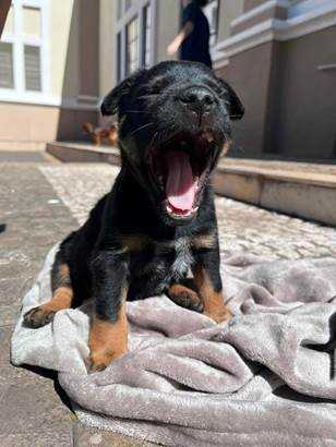 Adote um Pet do Tivoli terá nova edição sábado agora adote-um-pet-do-tivoli-tera-nova-edicao-neste-sabado